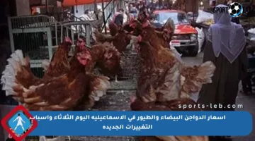 أسعار الدواجن البيضاء والطيور في الإسماعيلية اليوم الثلاثاء وأسباب التغييرات الجديدة
